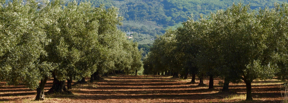 Tenute Cristiano Olive Oils